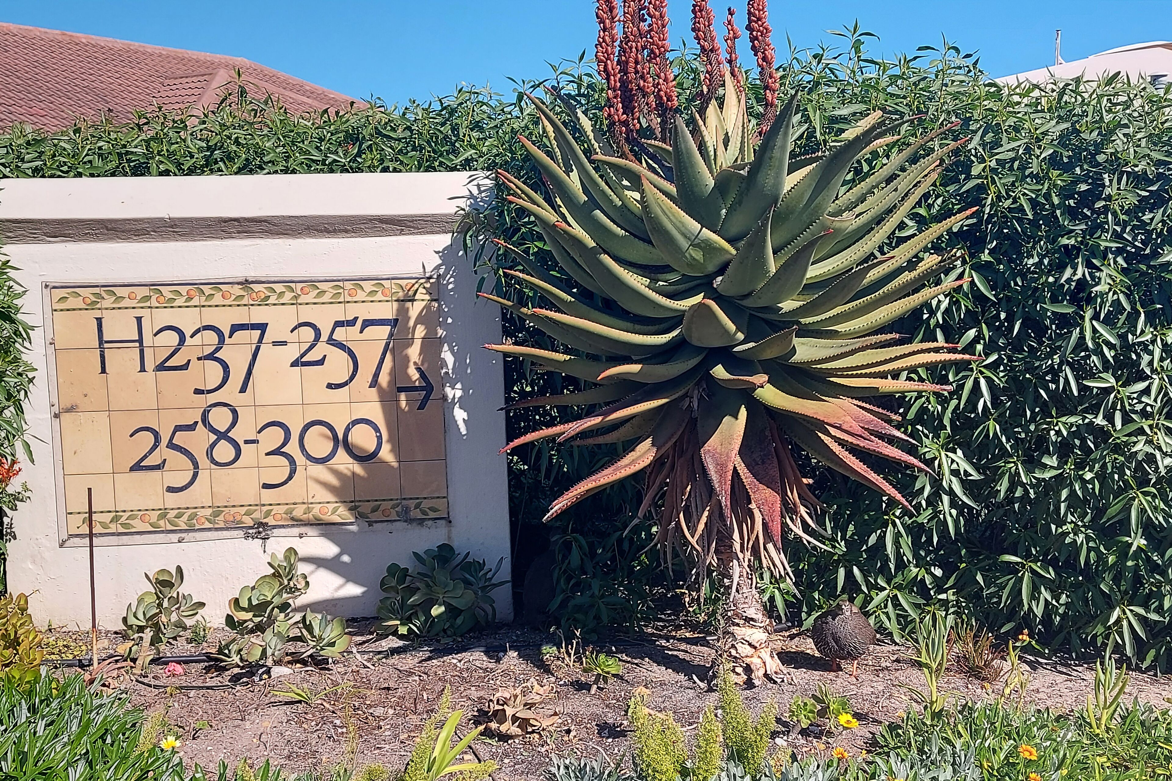 Un panneau indiquant les numéros de maison allant de H237 à 257 et de 258 à 300, entouré de différentes plantes et d’un grand aloe vera.