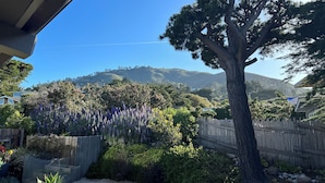A garden with a large tree, a wooden fence, and a variety of plants.