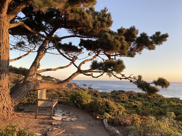 A coastal landscape with a large tree, a wooden bench, and a clear view of the ocean.
