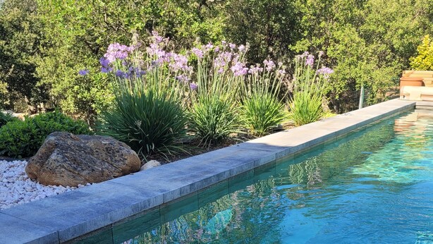 Una piscina con agua cristalina azul, rodeada por un borde de piedra y una variedad de plantas y flores.