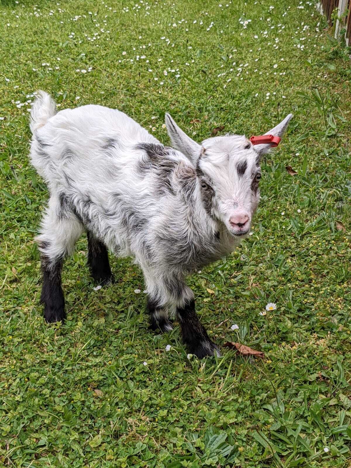 Animal Sanctuary Holiday in North Wales