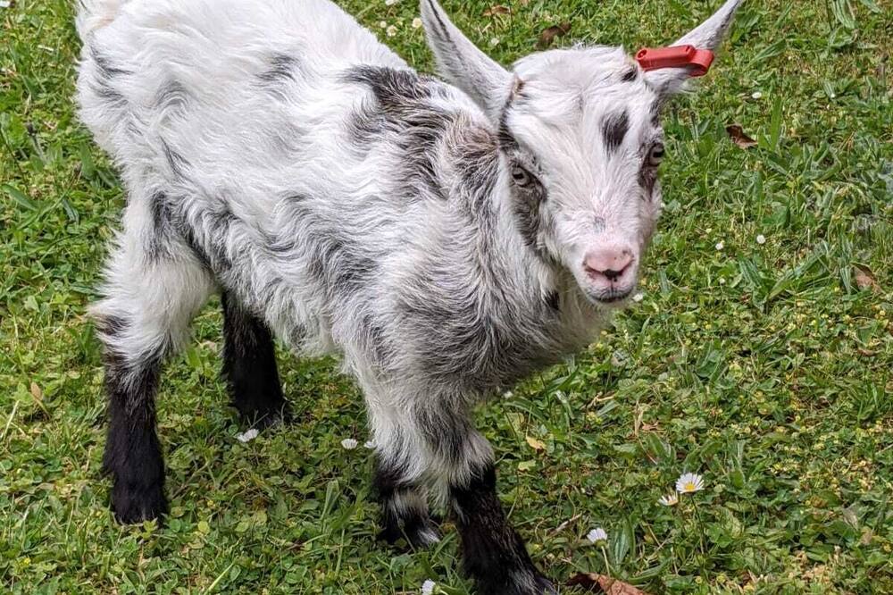 Animal Sanctuary Holiday in North Wales