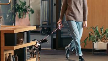 A person walking a dog inside a building with a wooden counter and potted plants.