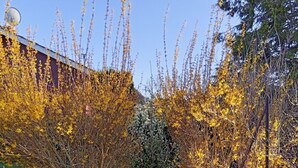 A garden with yellow flowering shrubs and a variety of green plants. - Chalet à la Campagne (Précy-sous-Thil)