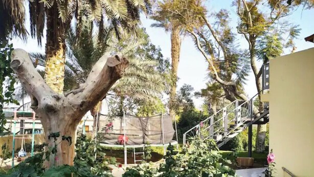 Un albero con un tronco dal taglio unico, circondato da una fitta vegetazione.
