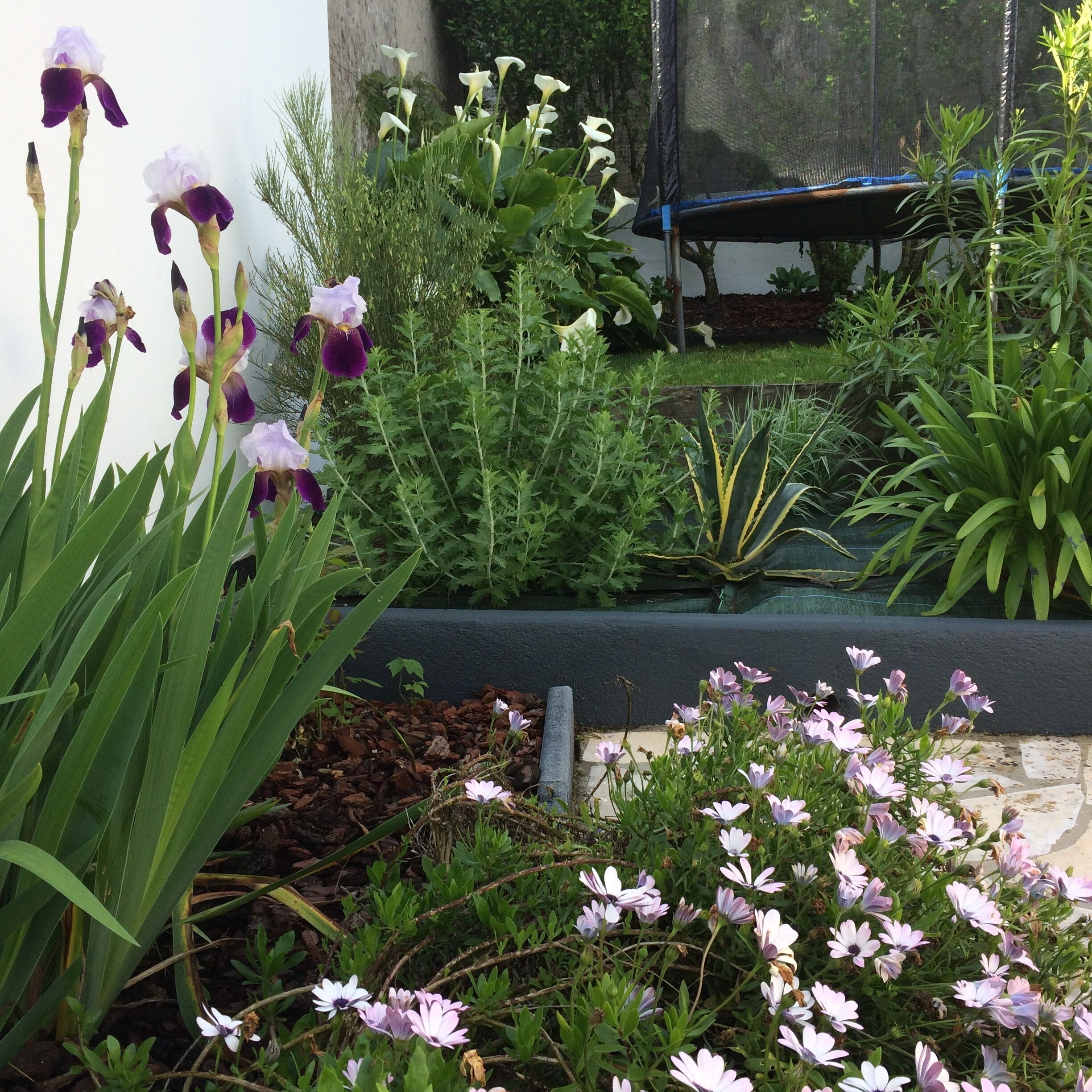 Un giardino con diverse piante e fiori, tra cui iris viola e bianchi, e un piccolo stagno con superficie blu.