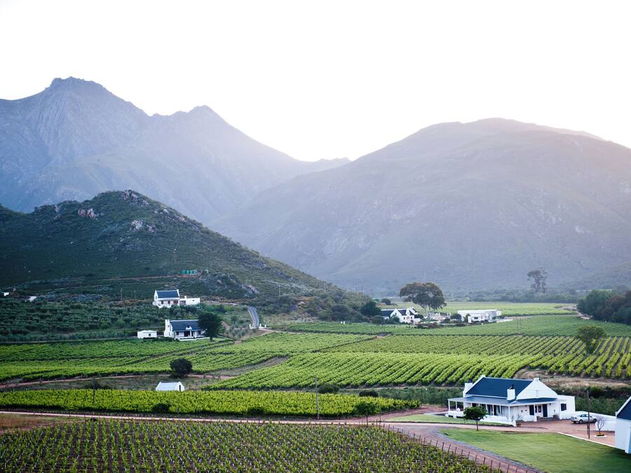 A vineyard with rows of grapevines and a few buildings in the foreground.