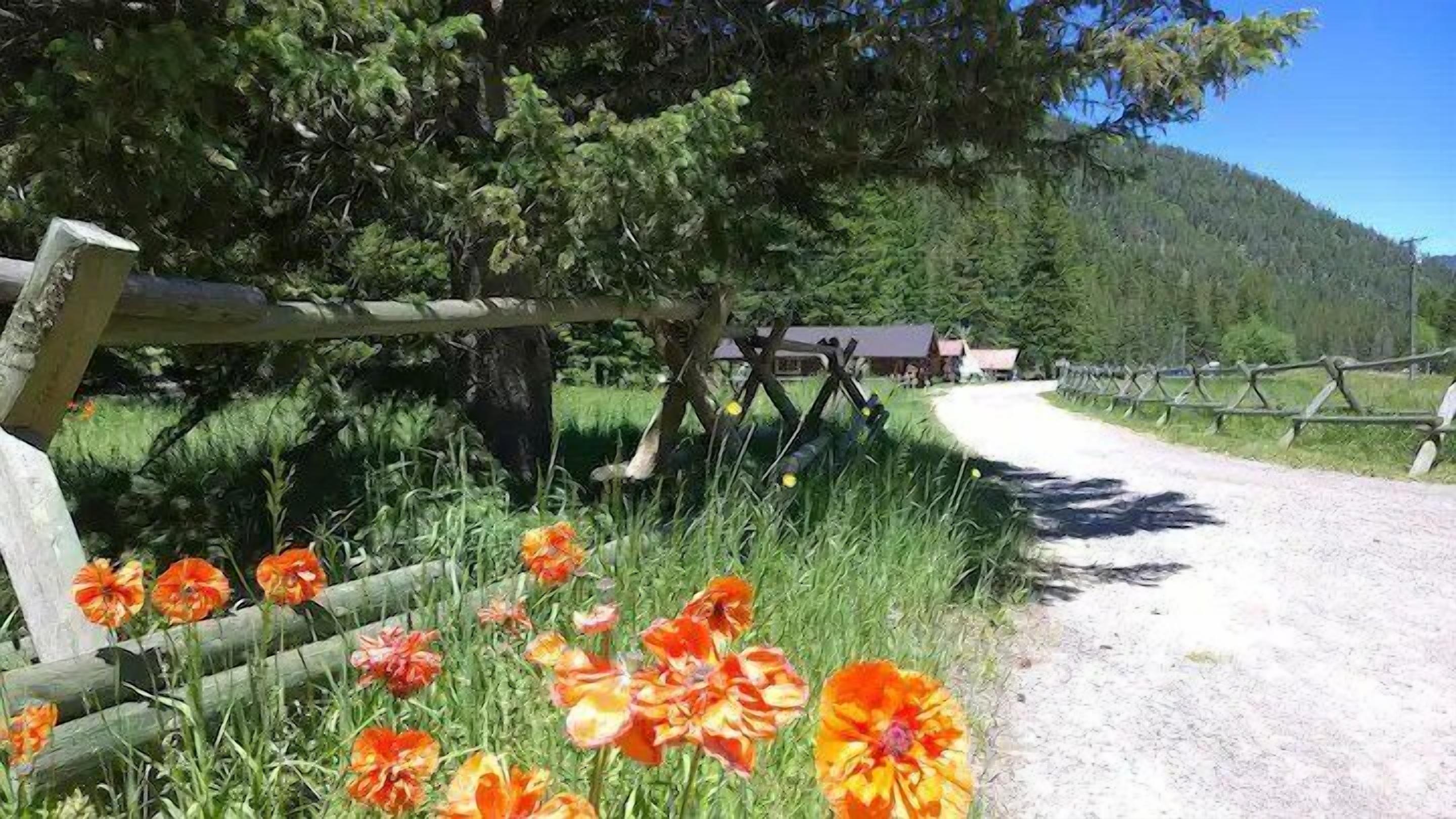 Un chemin de campagne menant à une maison entourée d’une clôture en bois, avec des coquelicots en premier plan.