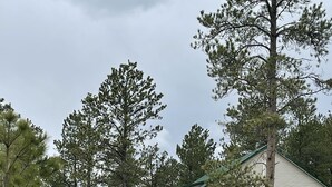 A two-story house with a green roof, a porch with a white railing, and a small tree in front. - Grandma's House in the Woods, 3/4 mile to Custer (Custer)
