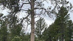 A park with a large tree, a wooden fence, and a birdhouse. - Grandma's House in the Woods, 3/4 mile to Custer (Custer)
