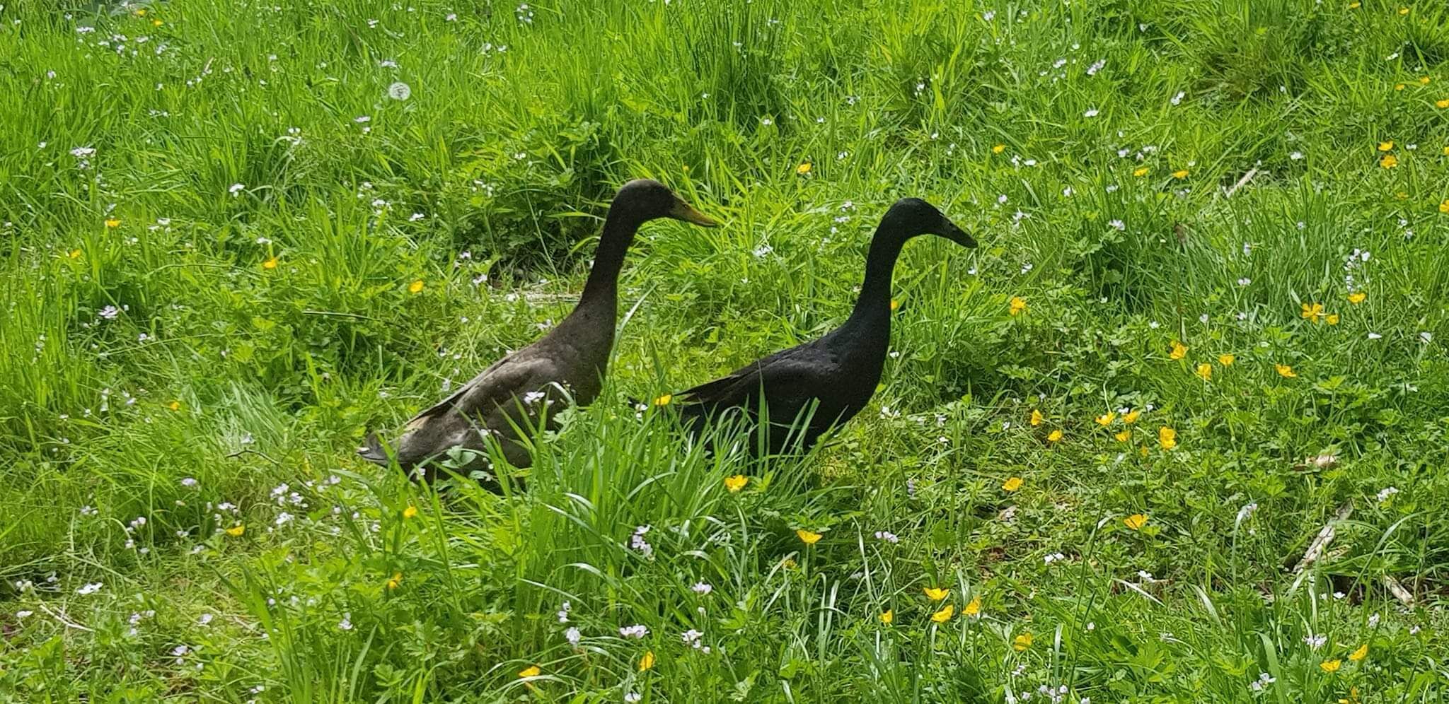 To sorte fugle i en græsplæne med gule blomster.
