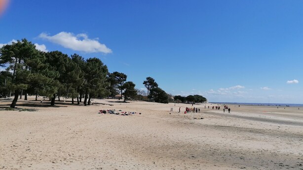 A sandy beach with trees and a clear blue sky.