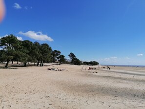 Una playa arenosa con árboles y un cielo azul despejado.