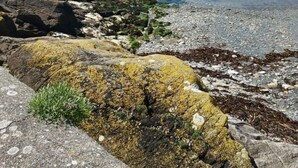 A rocky shoreline with boats docked in calm waters, a lighthouse in the distance, and a clear blue sky.