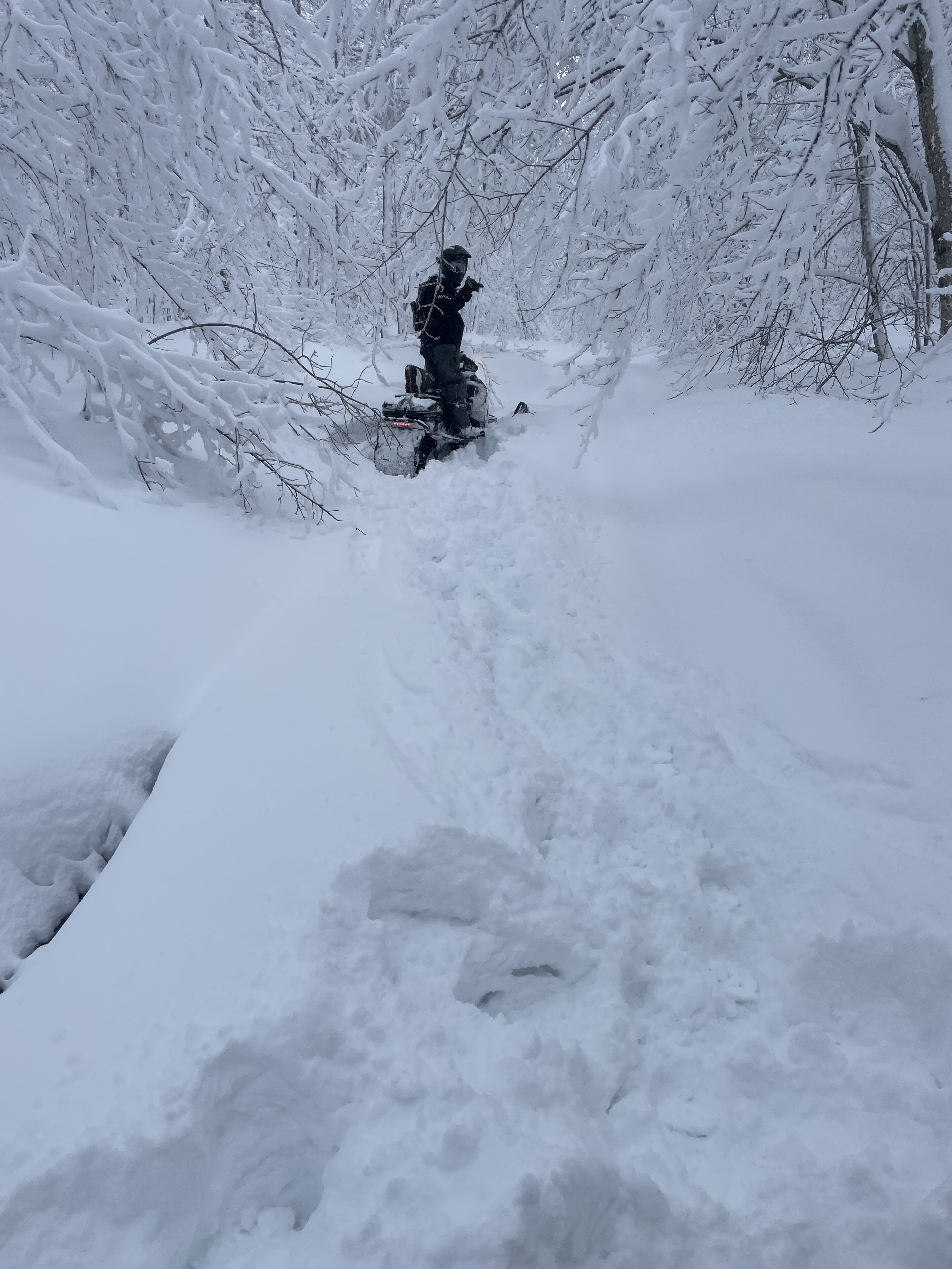 A person on a snowmobile in a snowy forest.