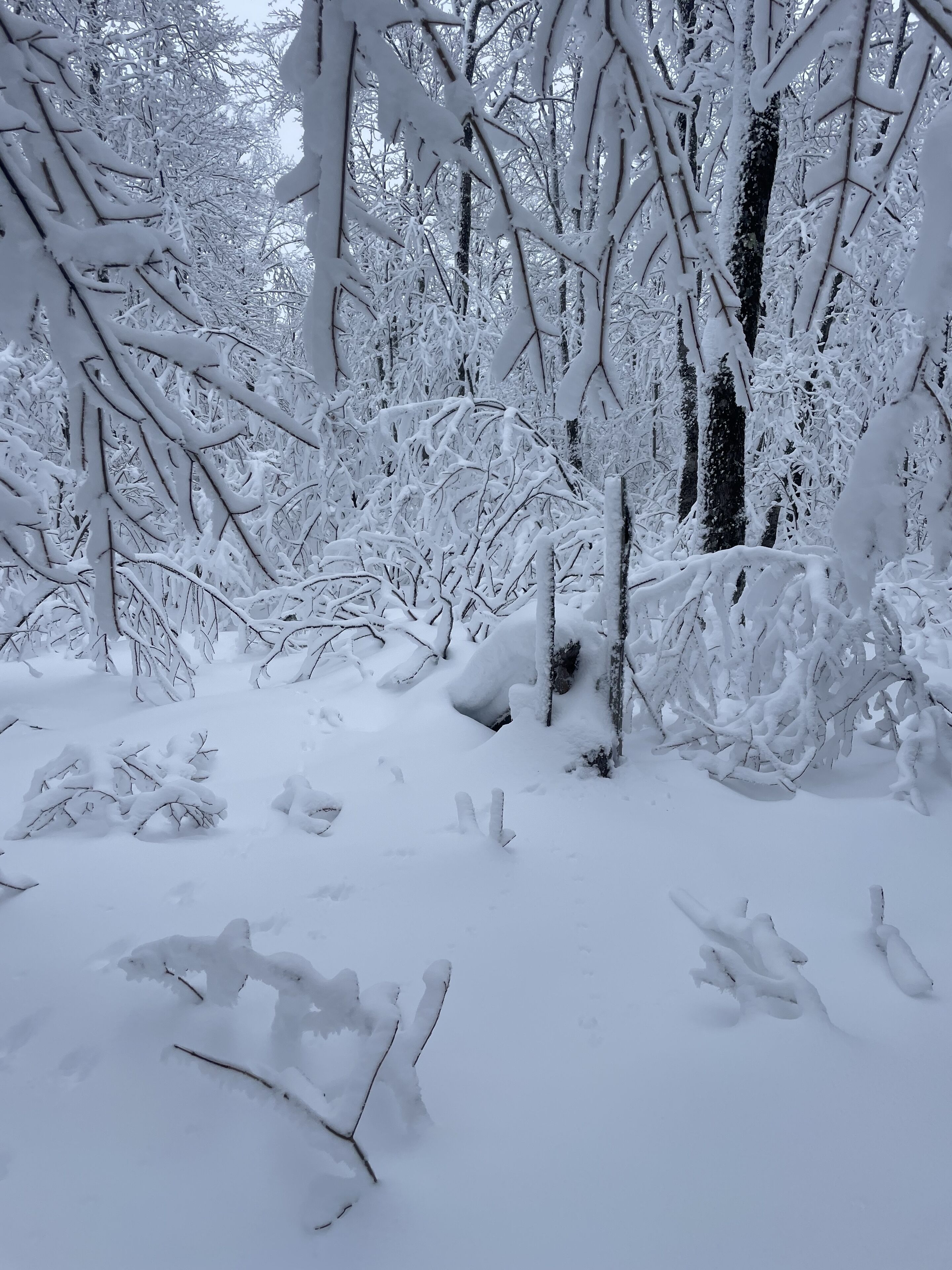 A snowy forest scene with dense trees and branches covered in snow.
