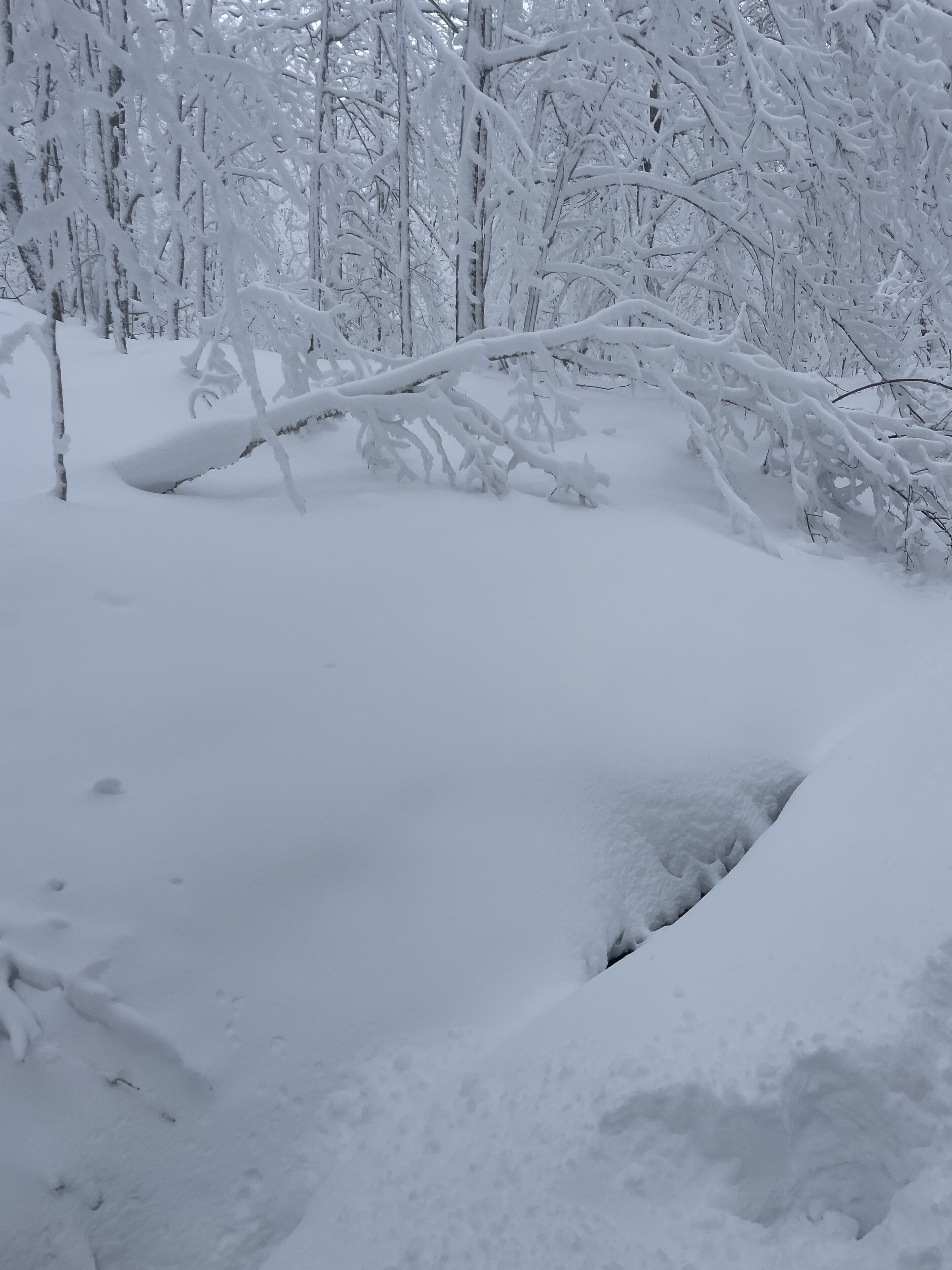 Un paisaje nevado con un arroyo cubierto de nieve y árboles.