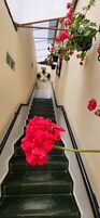 Escadaria com cesto de flores pendurado e plantas em vasos na parede.
