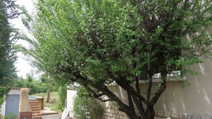 Un giardino con un albero, un muro in pietra e una panchina di legno.