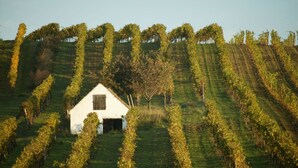 A white building with a sloped roof surrounded by rows of grapevines on a hillside. - Self-Check-in Hotel VinoQ Zistersdorf (Zistersdorf)