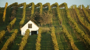 Vineyard