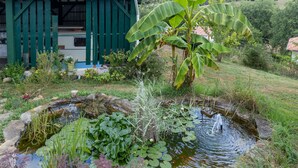 Ein Teich mit Seerosen und einer Bananenpalme, umgeben von viel Grün und einem Gebäude mit grüner Dachbegrünung.