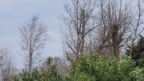 A dense hedge in the foreground with leafless trees in the background.