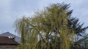 A stone building with a red-tiled roof, a concrete wall, and a weeping willow tree in front.