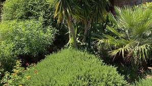 Een aangelegde tuin met verschillende planten en een houten omheining.