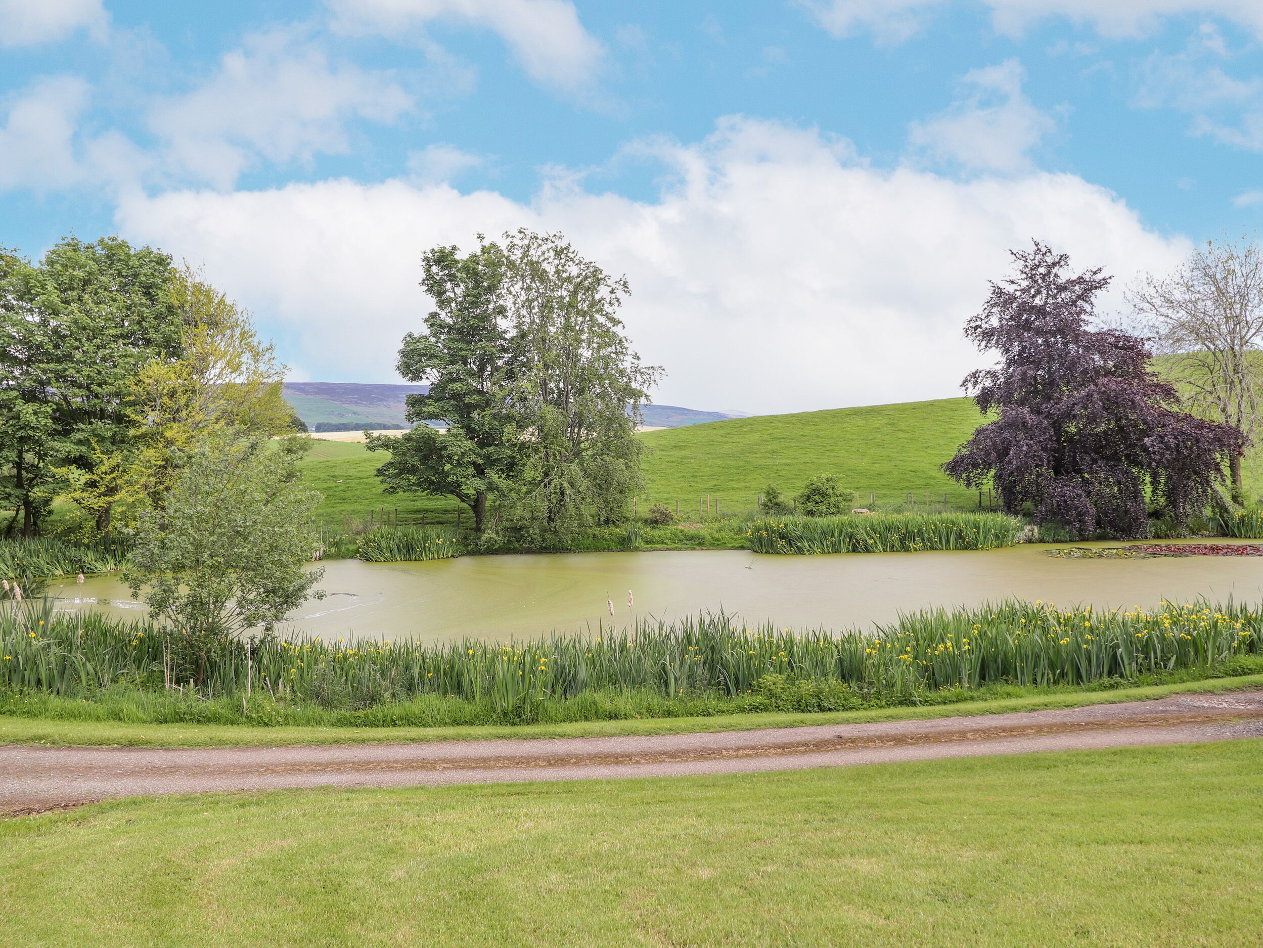 Een landelijk landschap met een vijver, bomen en een weg.