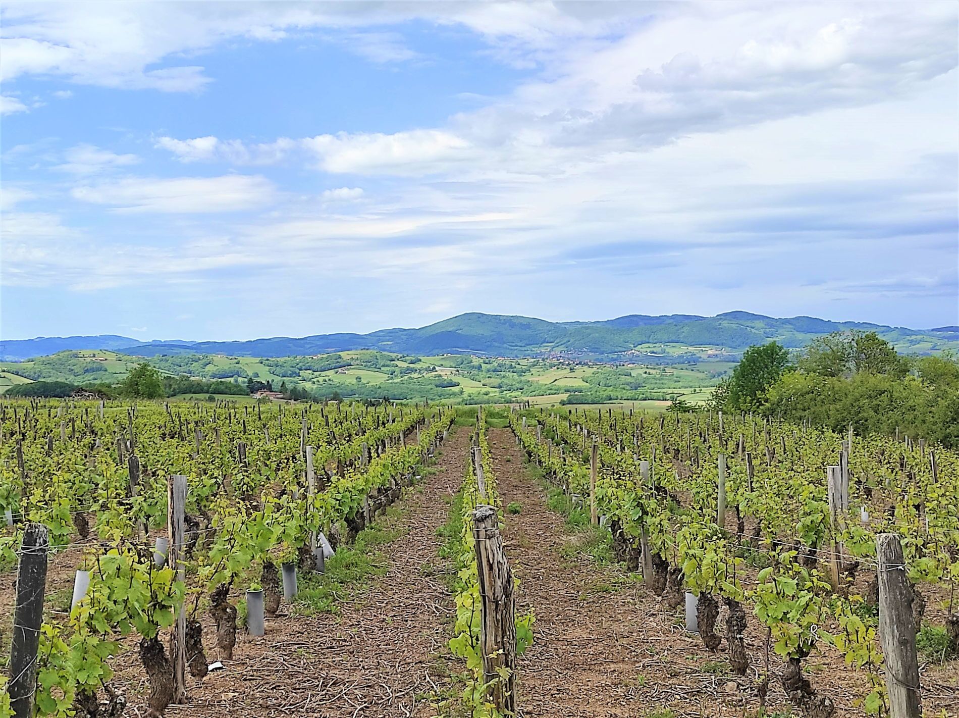 A vineyard with rows of grapevines and a distant view of rolling hills and mountains under a partly cloudy sky.
