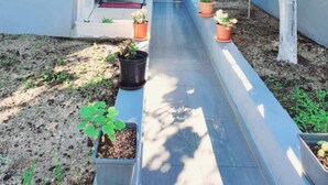 A pathway leading to a building entrance, flanked by potted plants and a tree with ripe oranges. - Evia s Apartment - New Apartment In Town - Evia s Apartment - New Apartment In Town (Zakynthos)