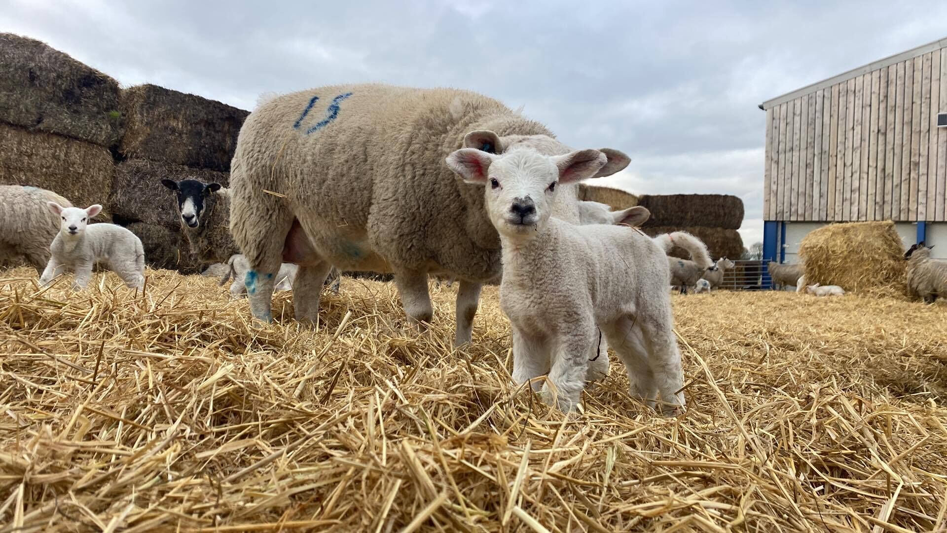 Une ferme avec des moutons et des agneaux sur un sol recouvert de paille, un bâtiment en bois et des balles de foin en arrière-plan.