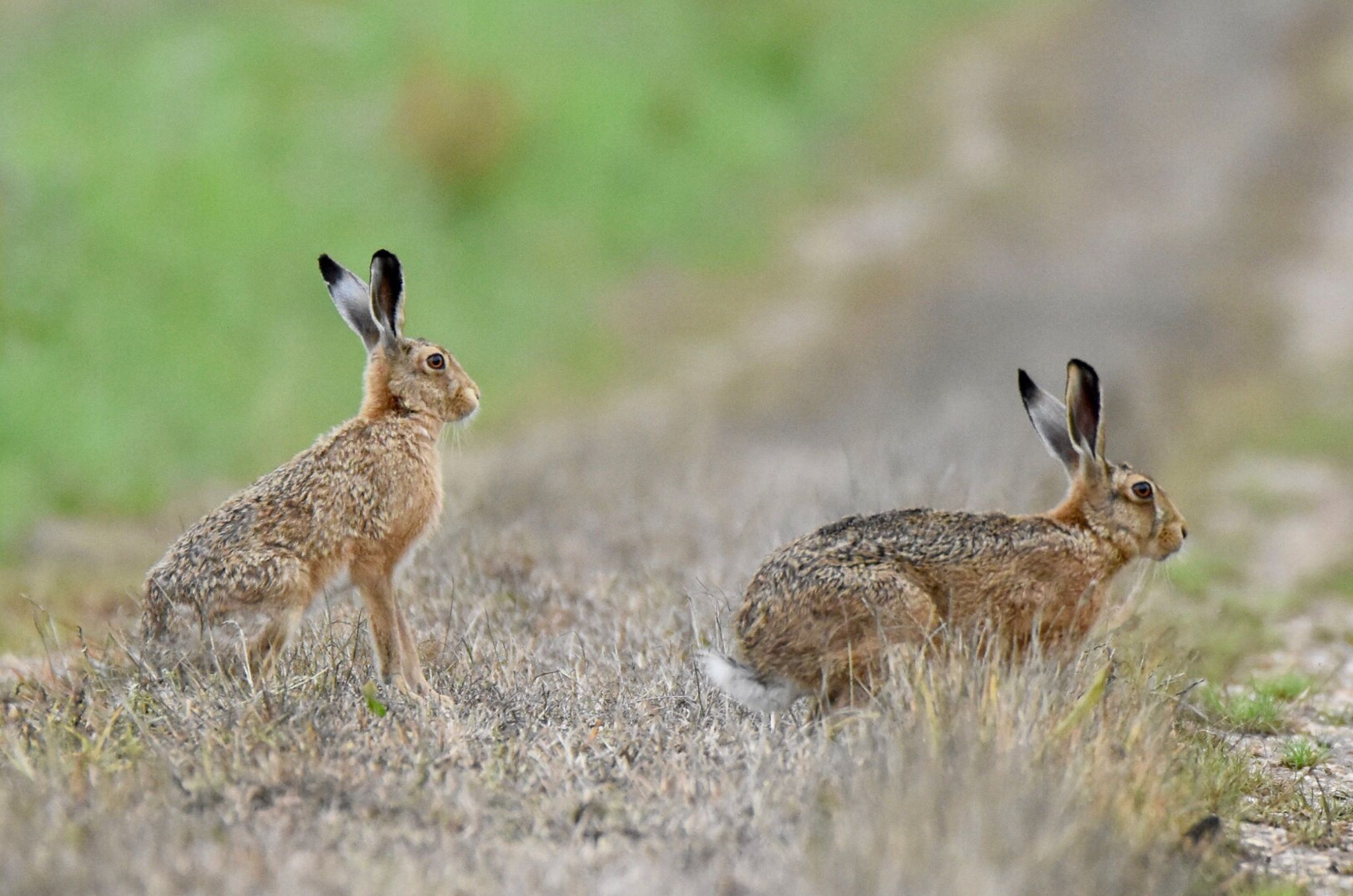 Two rabbits in a natural setting.