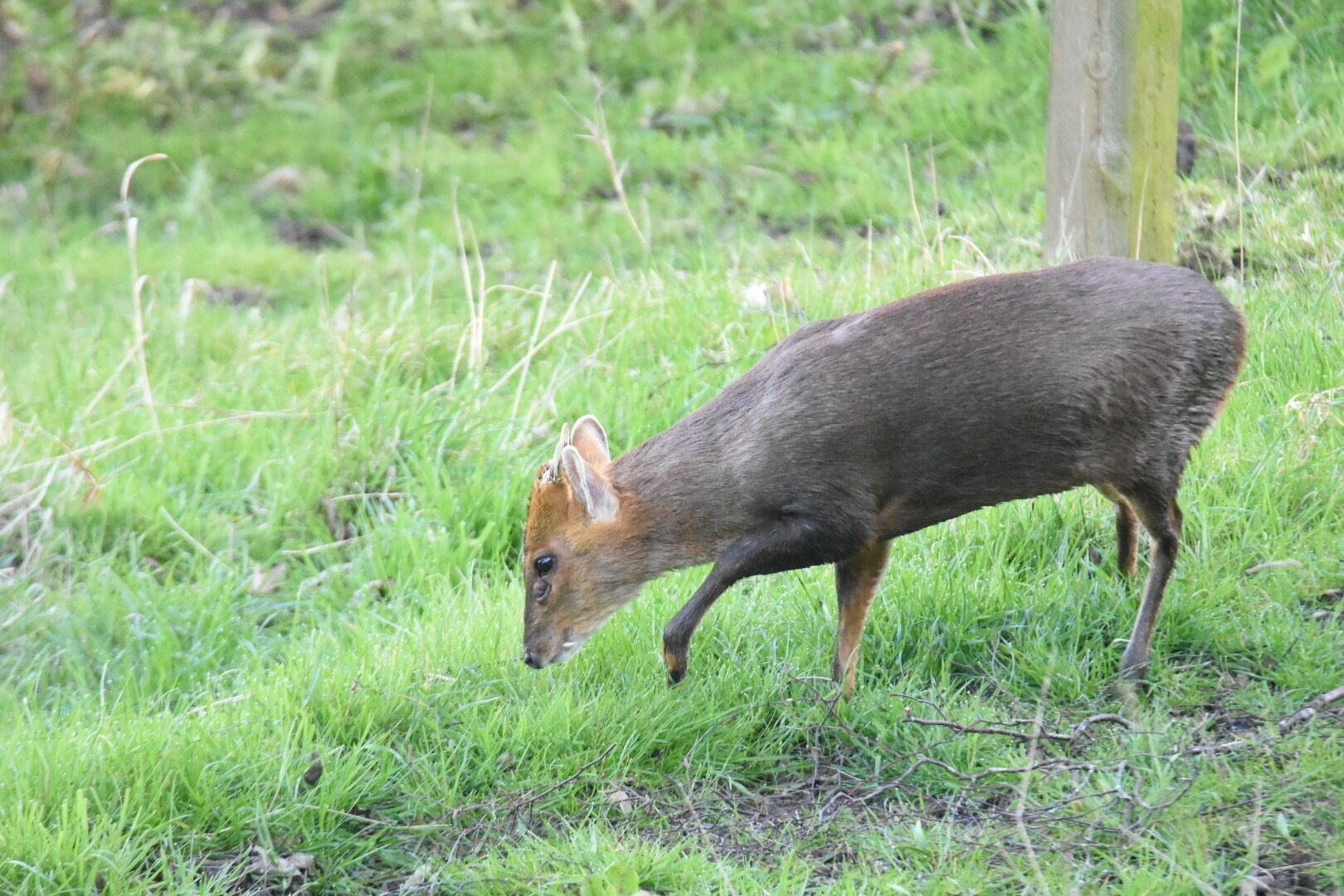 A deer grazing in a grassy field.