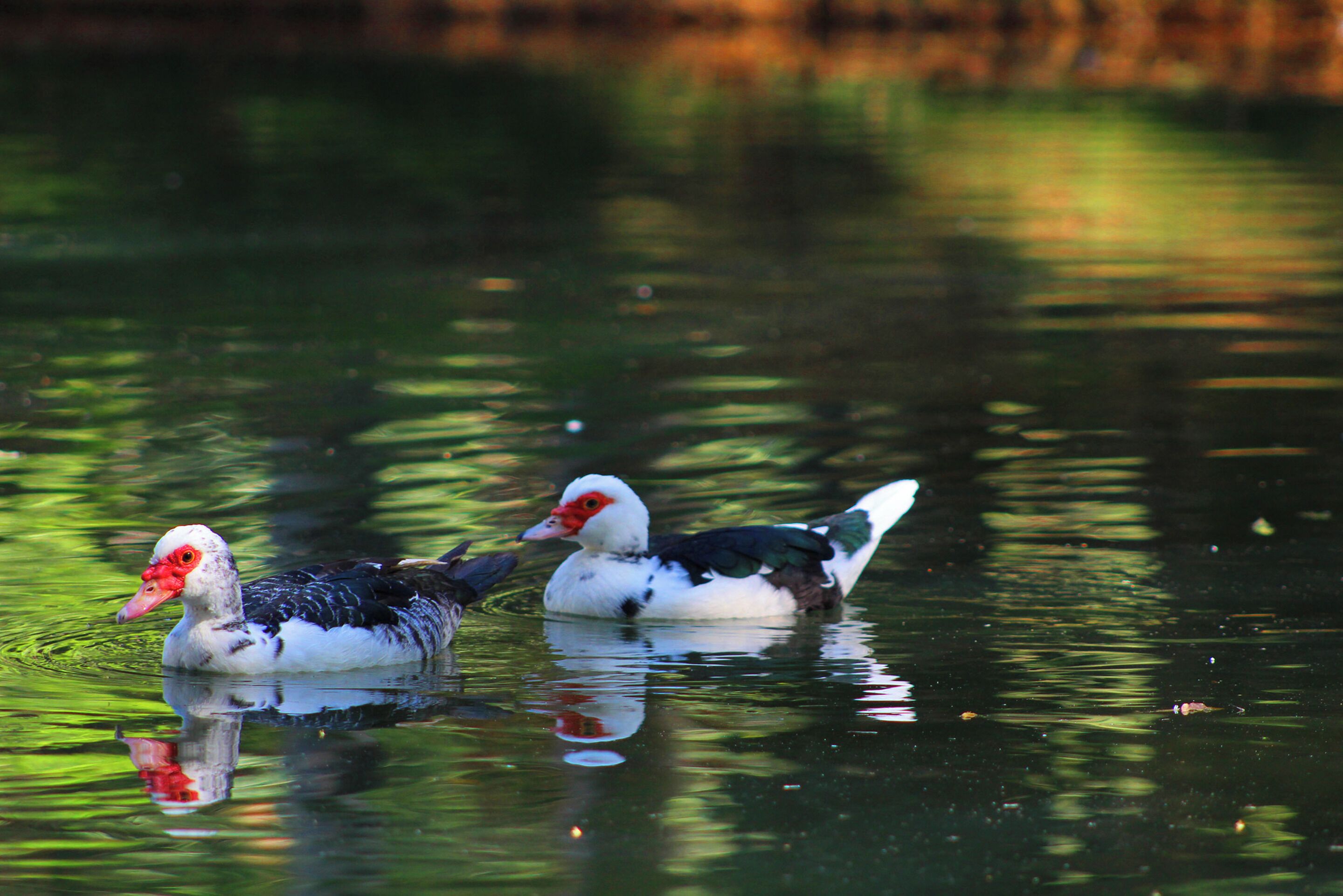 Two ducks swimming in a body of water.