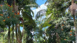 A pathway flanked by tall palm trees and flowering plants, leading to a gate.