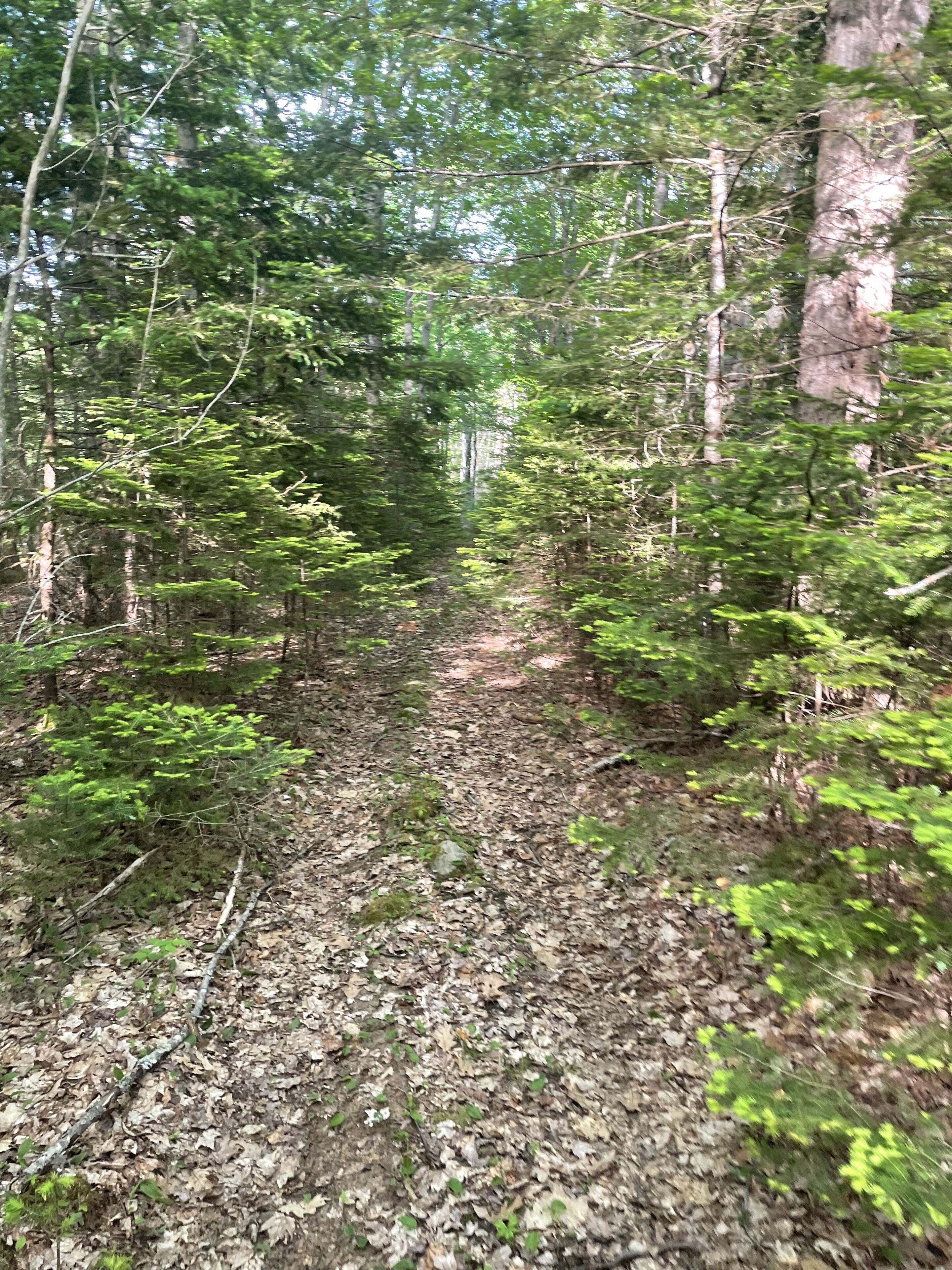 Un sentier forestier bordé d’arbres denses et recouvert d’un chemin de terre.