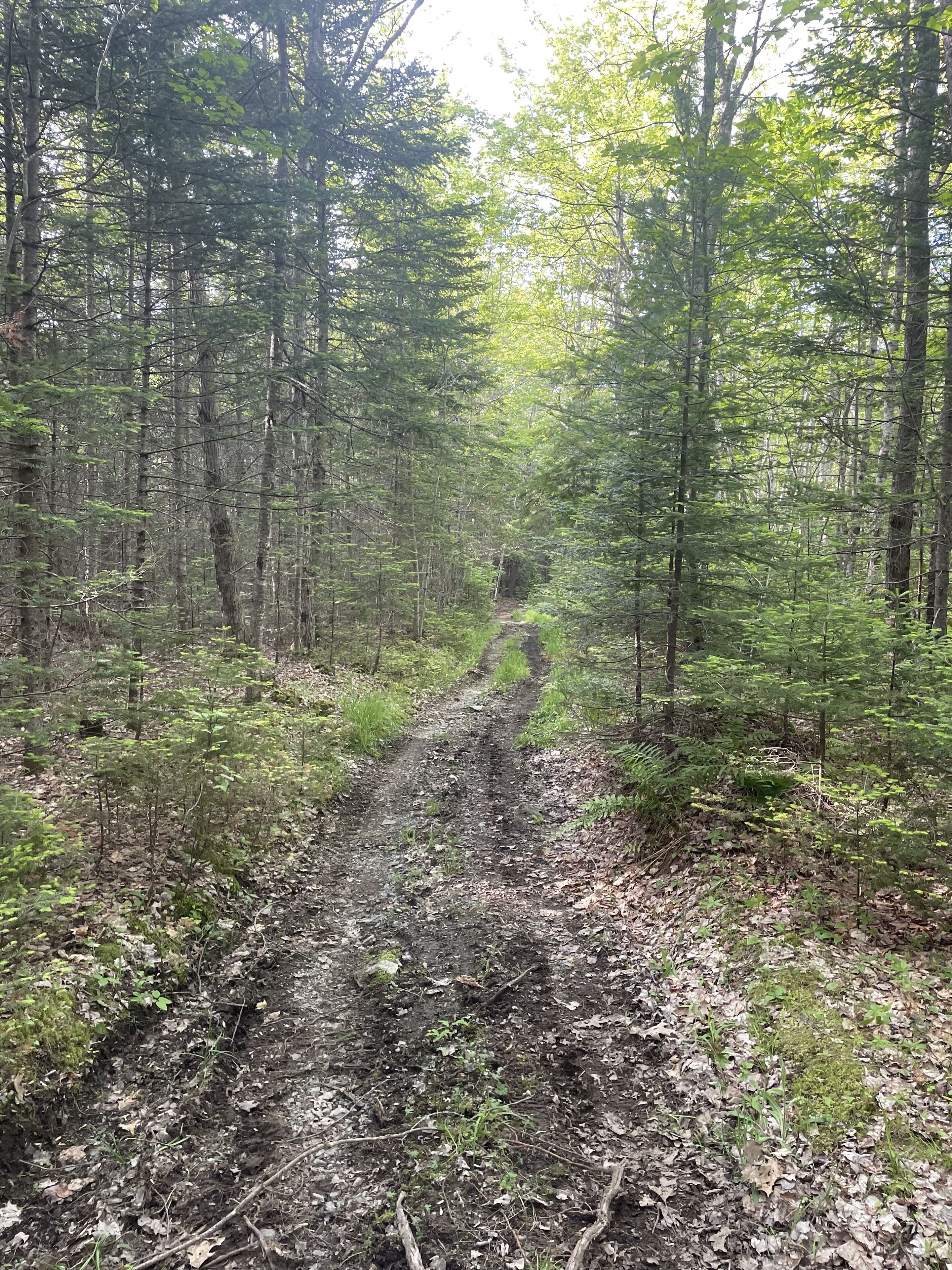 A forested area with a dirt path leading into the distance.