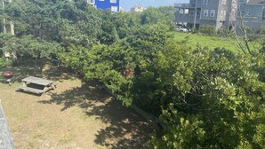A residential area with dense greenery, a barbecue grill, and a blue house in the background. - Beautiful new property, great location. (Waves)