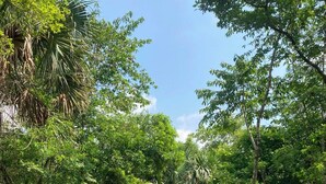 A rectangular pool surrounded by dense greenery and trees. - Selva Teenek (Ciudad Valles)