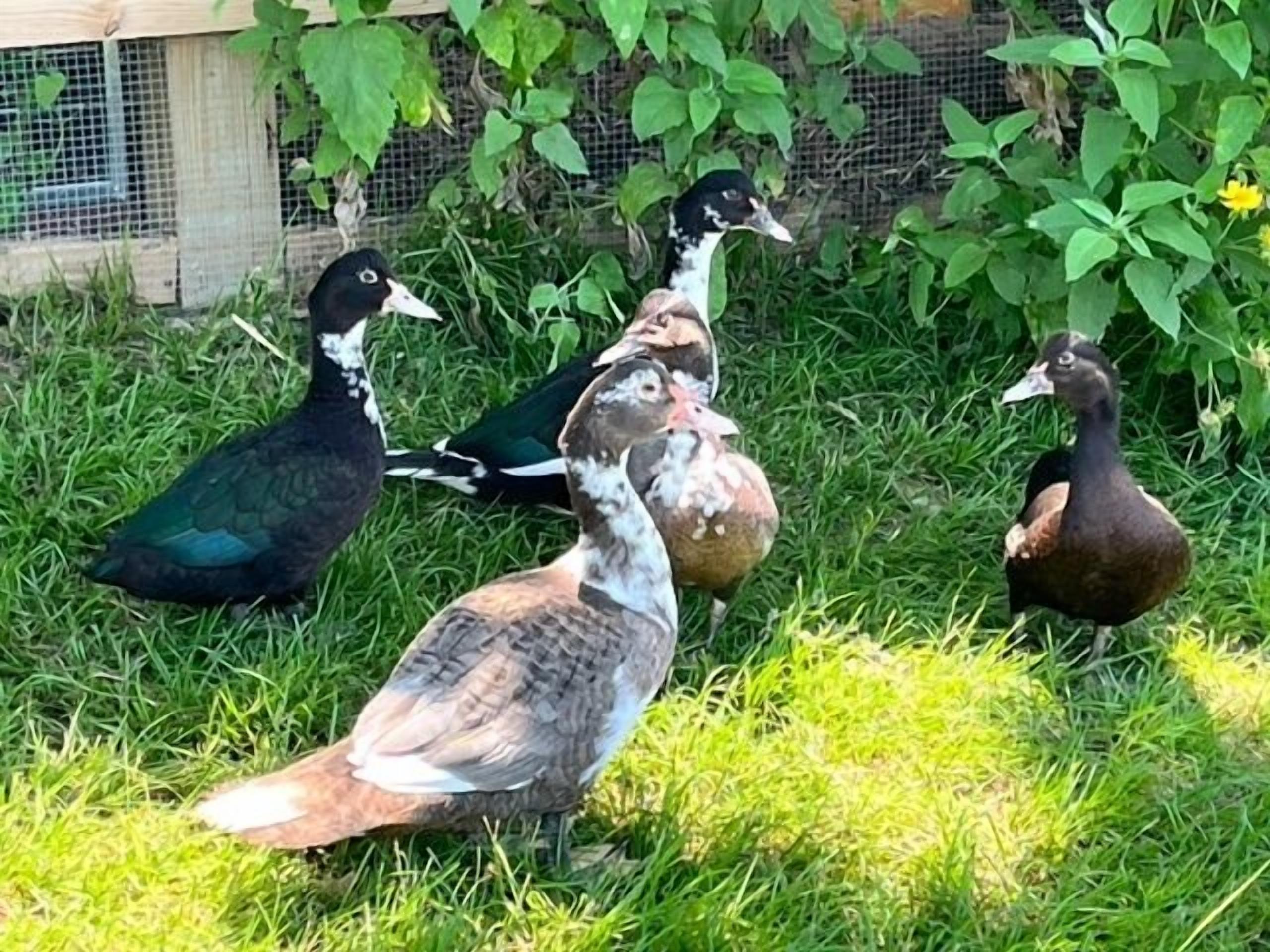 Un grupo de patos en un espacio cubierto de hierba, con una cerca de madera y follaje verde.