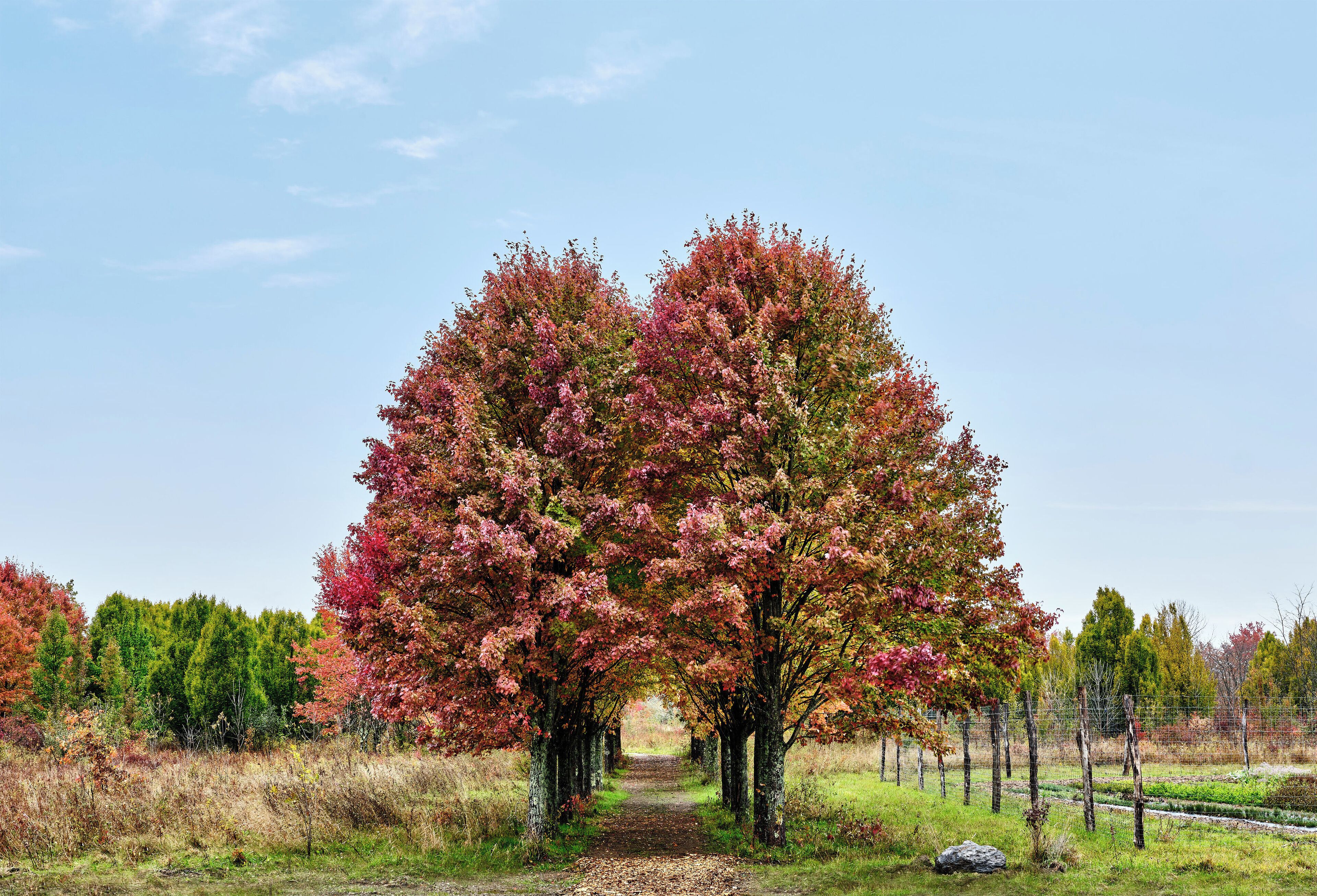 A pathway flanked by trees with autumn foliage, leading to a fenced area.