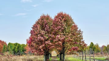 A pathway flanked by trees with autumn foliage, leading to a fenced area.