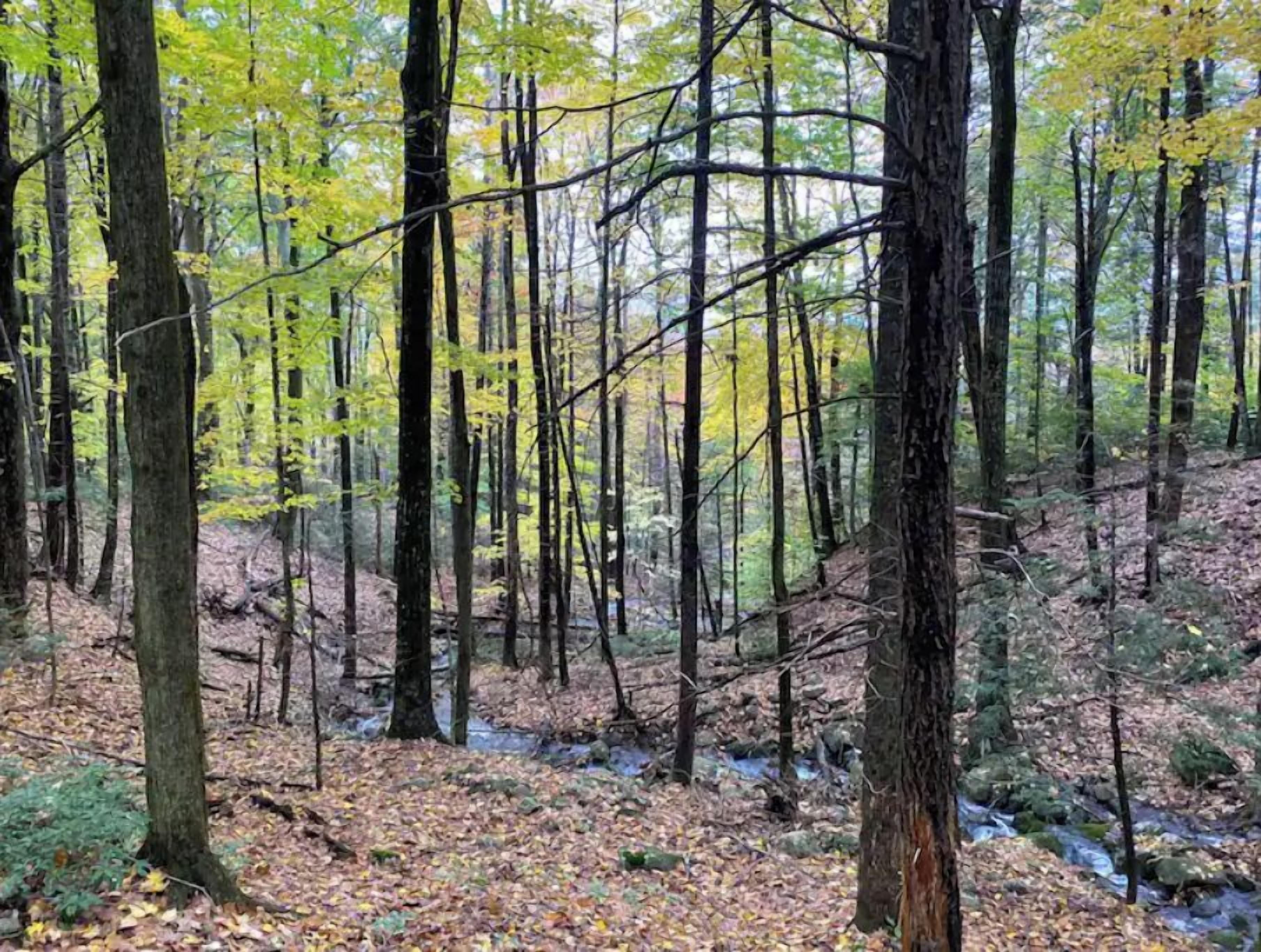 A forest with tall trees and a ground covered in fallen leaves.
