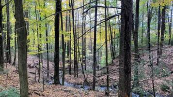 A forest with tall trees and a ground covered in fallen leaves.