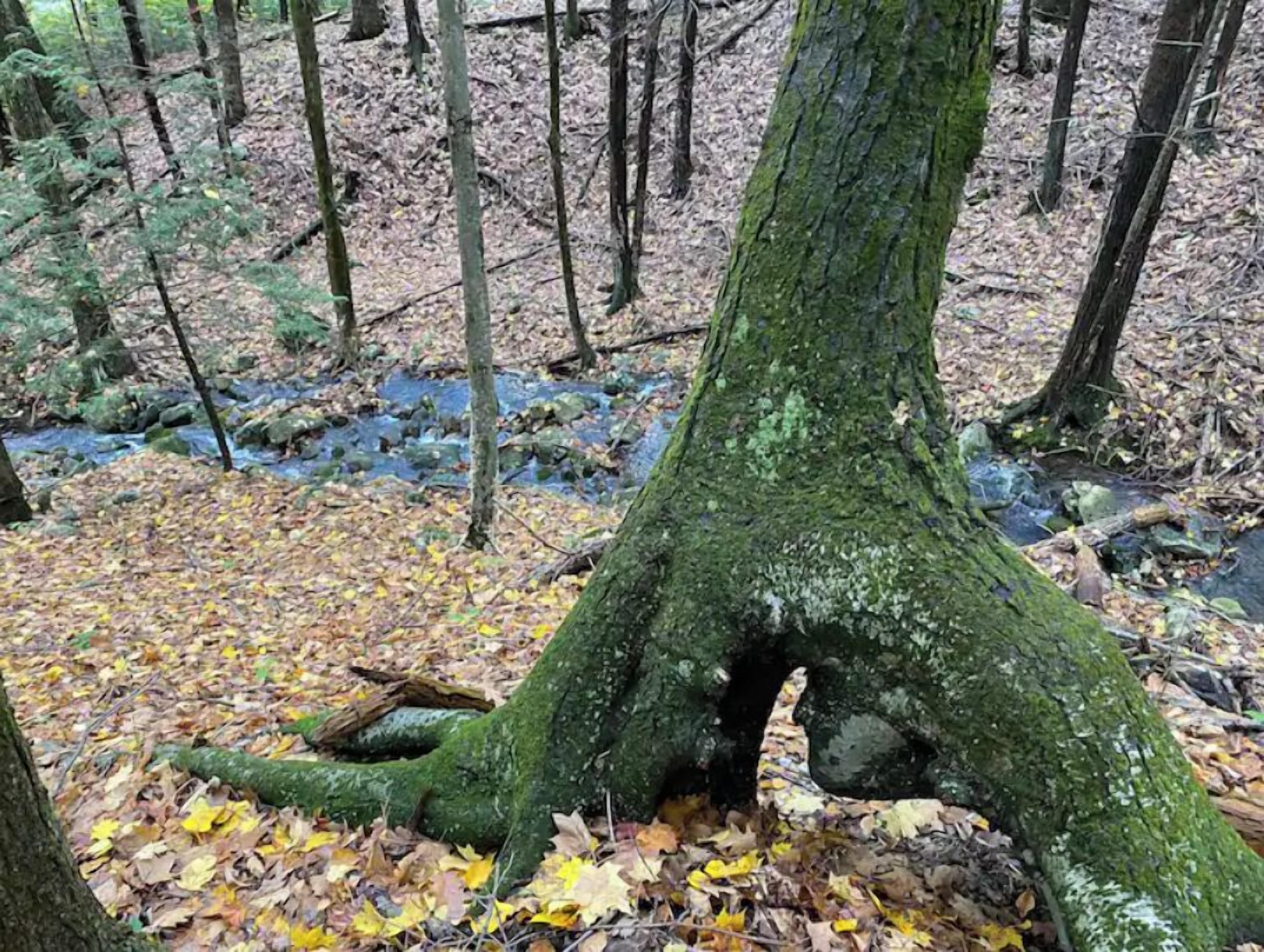 Eine Waldszene mit einem von Moos bewachsenen Baumstamm und einem Bach.
