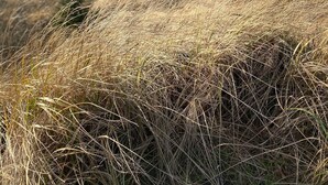A coastal landscape with dry grass and a distant view of the ocean. - Private Beach Estate 6B, Group Friendly (Pacific County)
