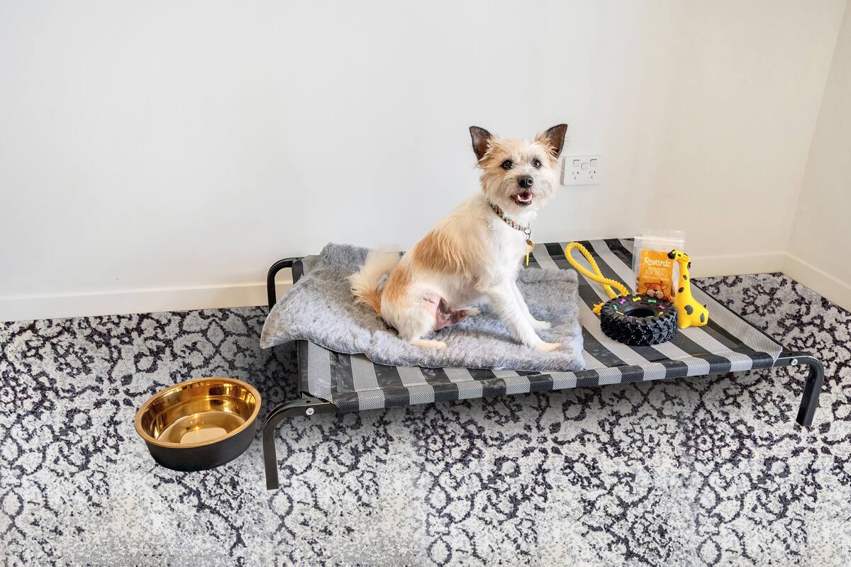 Pet Lovers Studio (With free secure parking) | Pet-friendly amenities