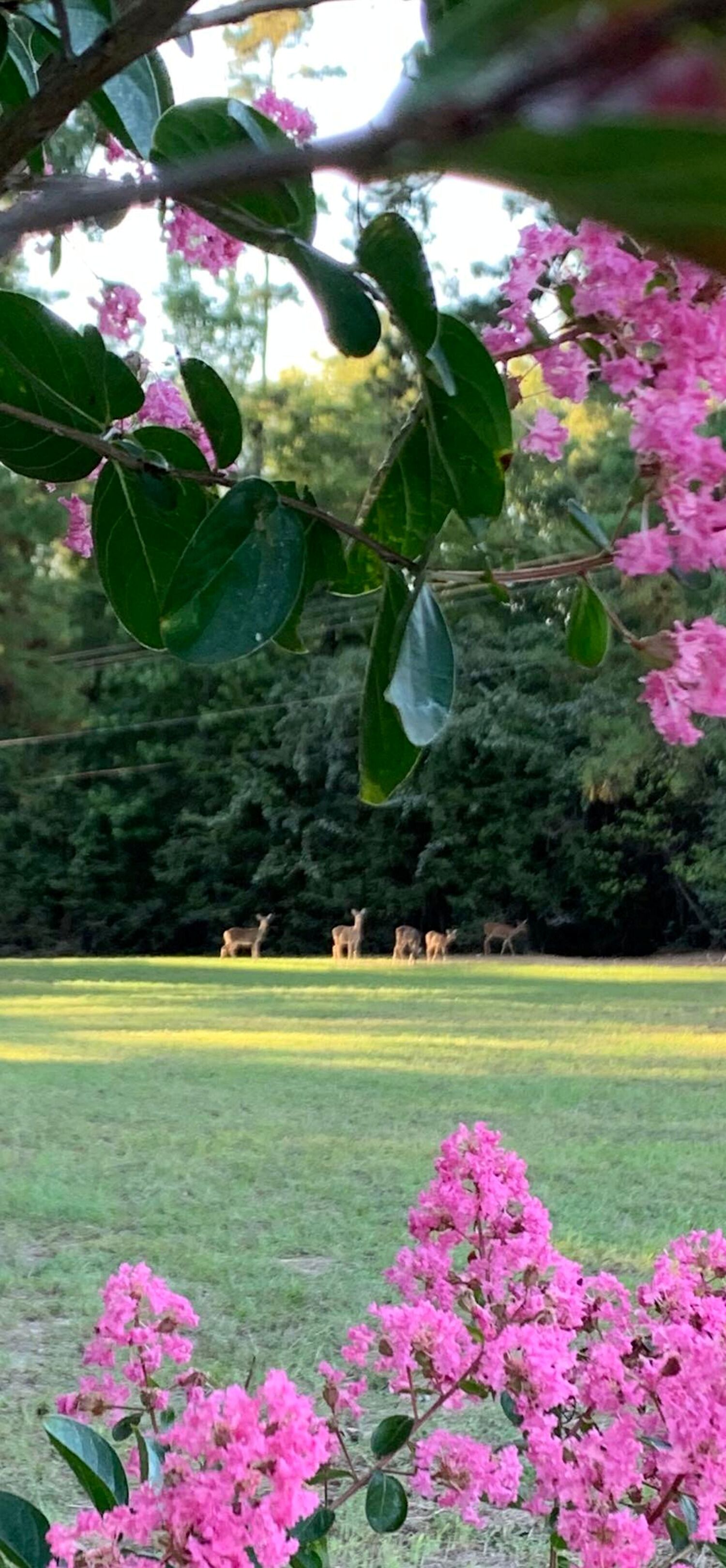 Un champ verdoyant parsemé de fleurs roses, avec quelques cerfs aperçus au loin.